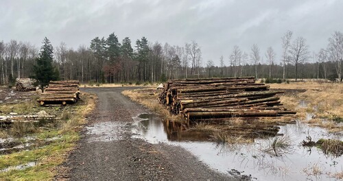 Den här nybyggda skogsvägen behöver en mindre vägtrumma för att den nya vägen inte ska bli en barriär för det naturliga vattenflödet.