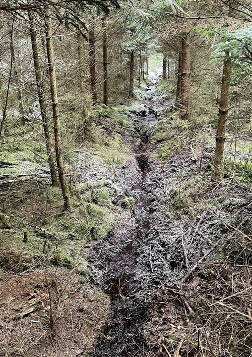 Ett gammalt igenvuxet dike i en granplantering. Diket har rensats för hand, ett rejält slitsamt arbete, men det blev skonsamt och prydligt i skogen!