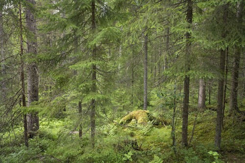 Blädning innebär att man hugger bort de grövsta och största träden i skogen.