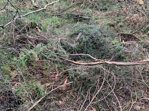 Så här såg boet 1,5 månad senare när Martin återvände till platsen för att se om vildsvinen lämnat boet och han kunde fortsätta avverkningen.