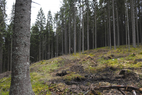 Solbelyst kant i sluttande terräng är ett område där risken för angrepp är stor...