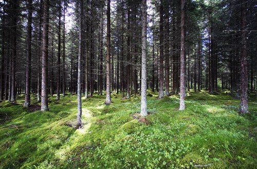 Foto: Bosse Lindqwist