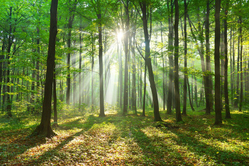 Foto: iStock