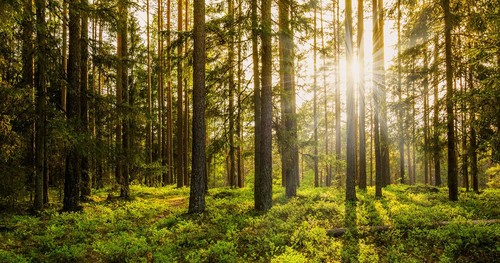 Foto: iStock