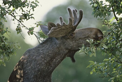 Foto: Kenneth Johansson